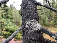 Parmeliopsis ambigua