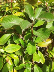 Photinia serrulata