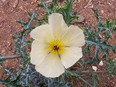 Argemone ochroleuca
