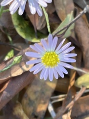 Symphyotrichum divaricatum