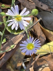 Symphyotrichum divaricatum