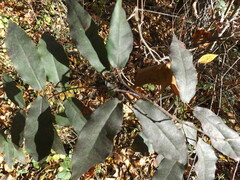 Bignonia capreolata