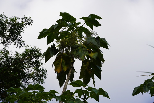 Obetia ficifolia image