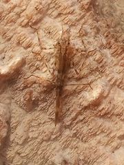 Calopteryx splendens