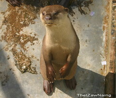 Lutrogale perspicillata