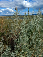 Artemisia dracunculus glauca