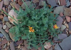 Glaucium corniculatum