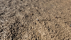 Mictyris longicarpus