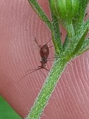 Uroleucon nigrotuberculatum