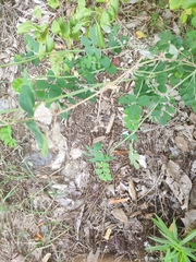 Hippocrepis emerus
