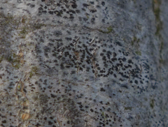 Arthonia radiata