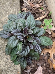Ajuga
