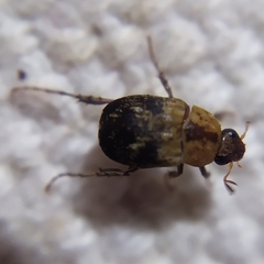 Melolonthinae