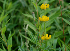 Lupinus luteus