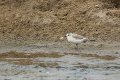 Charadrius marginatus