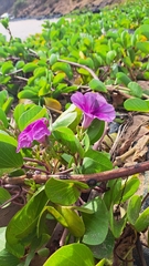 Ipomoea pes-caprae brasiliensis
