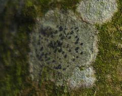 Lecidella elaeochroma