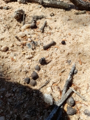 Syllegomydinae