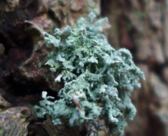 Evernia prunastri