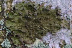 Melanohalea exasperatula