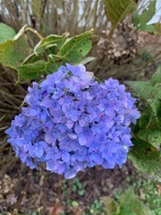 Hydrangea macrophylla