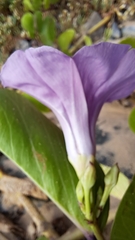 Ipomoea pes-caprae brasiliensis