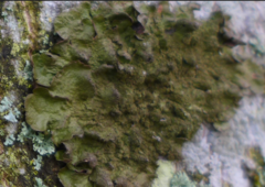 Melanohalea exasperatula