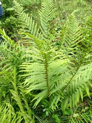 Dryopteris