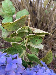 Hydrangea macrophylla