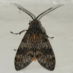 Eucereon myrina