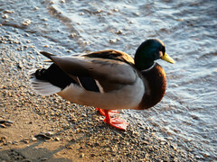 Anas platyrhynchos