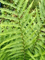 Dryopteris