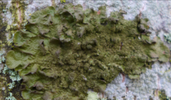 Melanohalea exasperatula