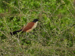 Centropus superciliosus burchellii