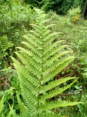 Dryopteris