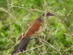 Centropus superciliosus burchellii