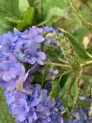 Hydrangea macrophylla