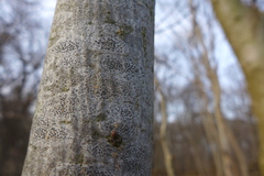 Arthonia radiata