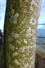 Lecidella elaeochroma