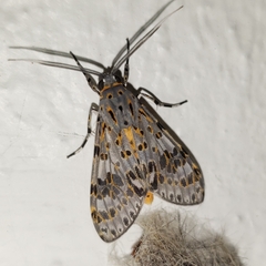 Eucereon myrina