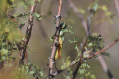 Melanoplus thomasi