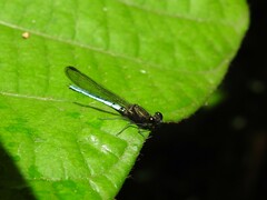 Chlorocypha aphrodite