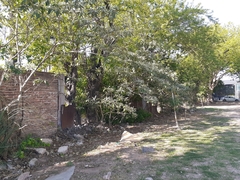 Solanum granulosoleprosum