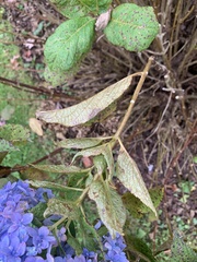 Hydrangea macrophylla