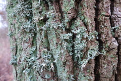 Evernia prunastri