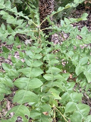 Banksia grandis