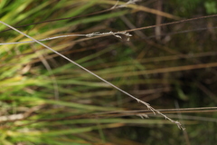 Carex appropinquata