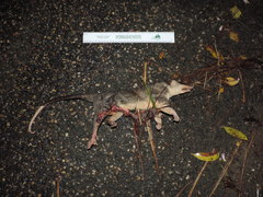 Philander opossum