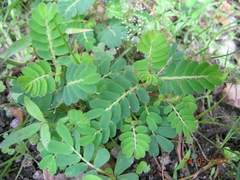 Phyllanthus urinaria hookeri