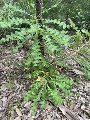 Banksia grandis